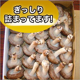 贈答用生シイタケ約1kg【化粧箱入り】