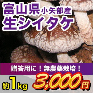 富山県産贈答用生シイタケ約1kg 3,000円